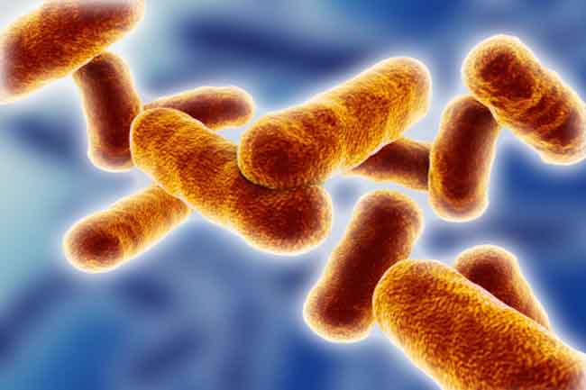 bacteria-develops-faster-in-these-food-items-in-hindi